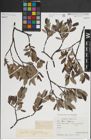 Foto von Salix lapponum L.